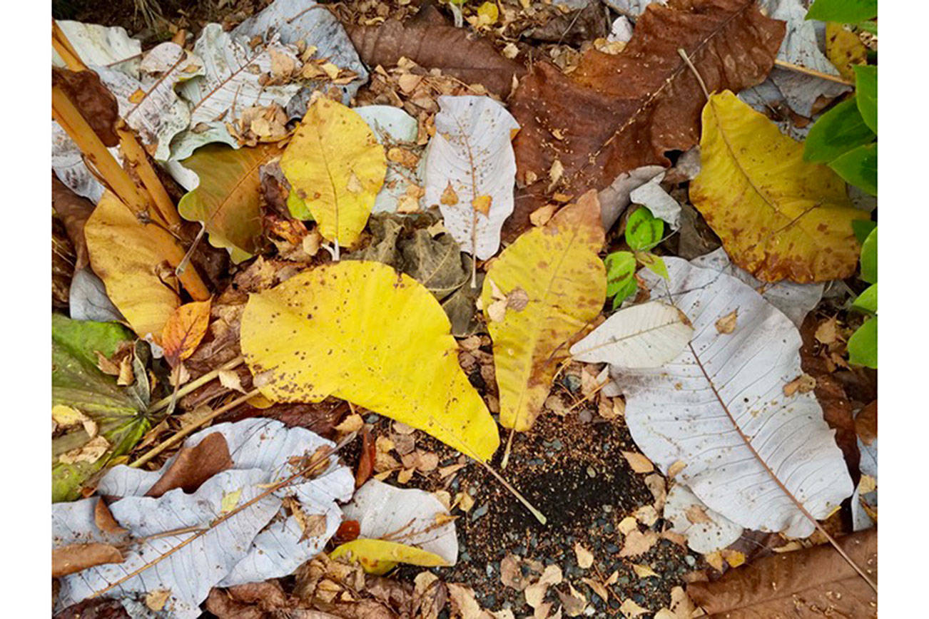 Gardeners give thanks for the weather and more