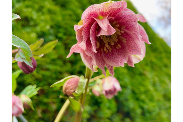 Hellebores - winter jewels of the garden