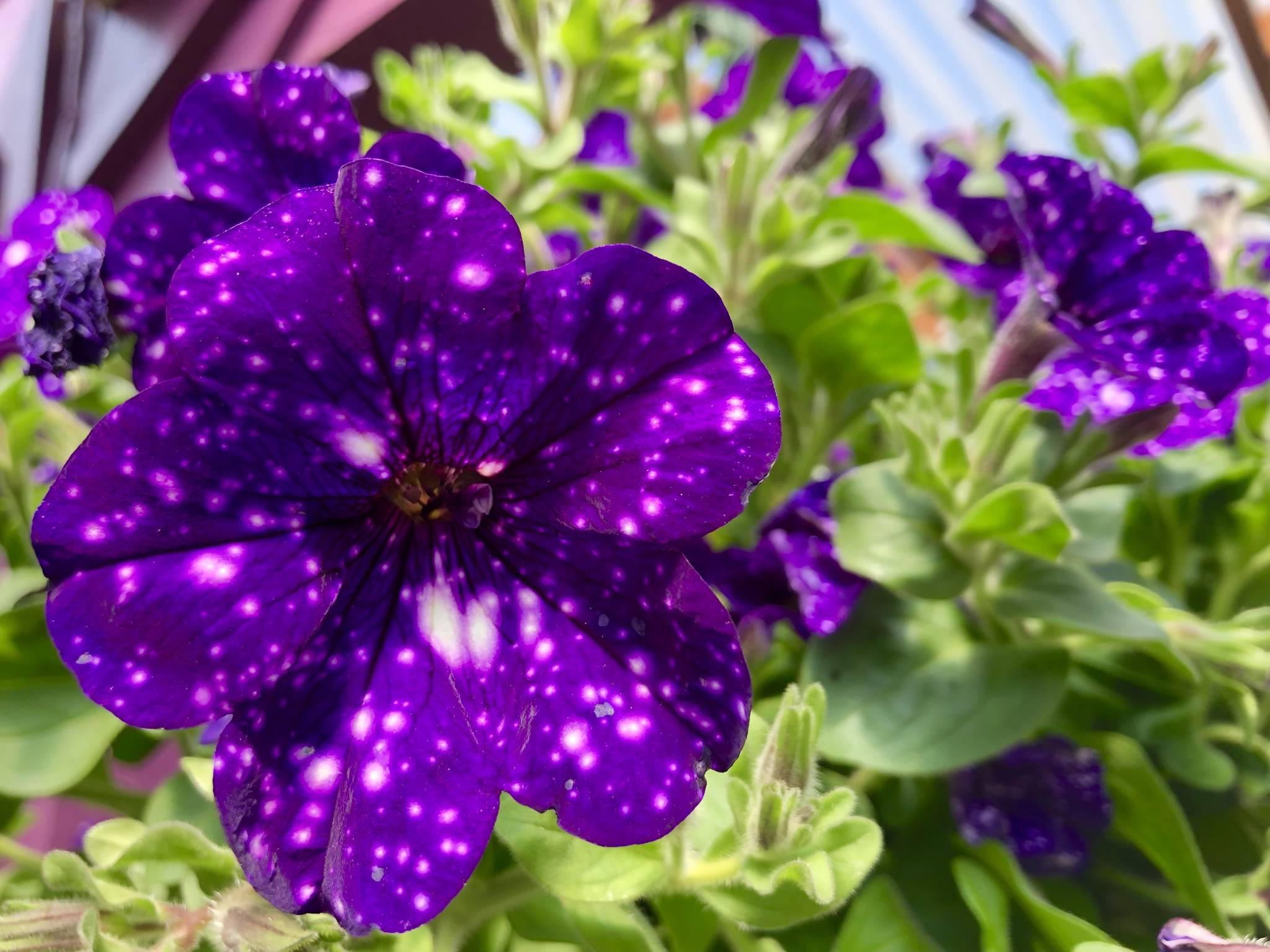 Courtesy Photo                                 This Night Sky Petunia has a beautiful purple bloom.