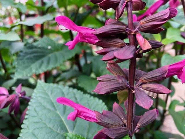 Rockin’ Fuchsia Salvia