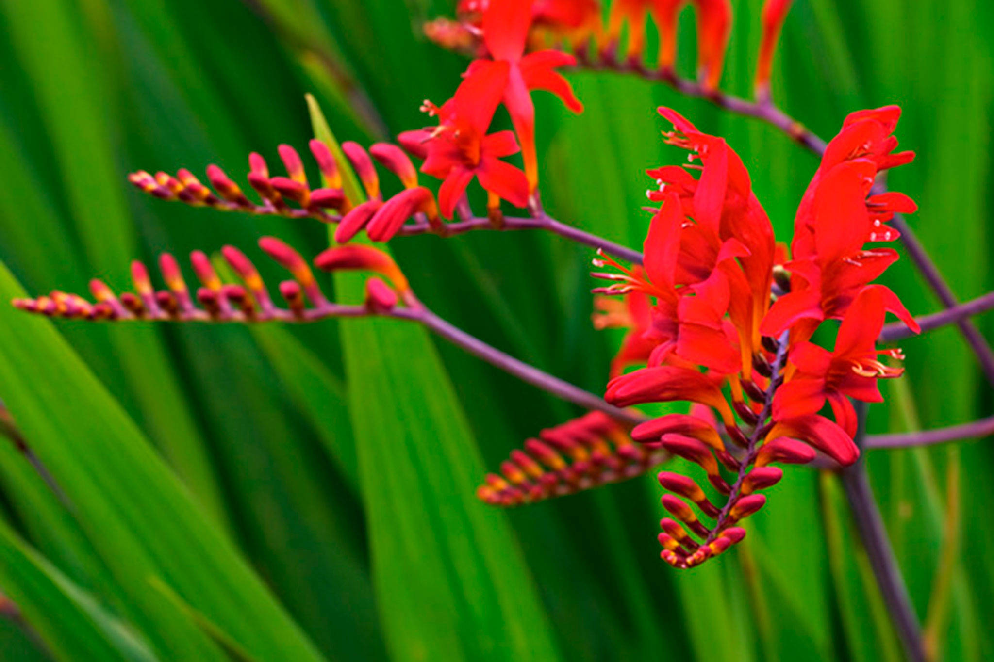 Lucifer is the most well-known type of this flower. (Courtesy Photo)