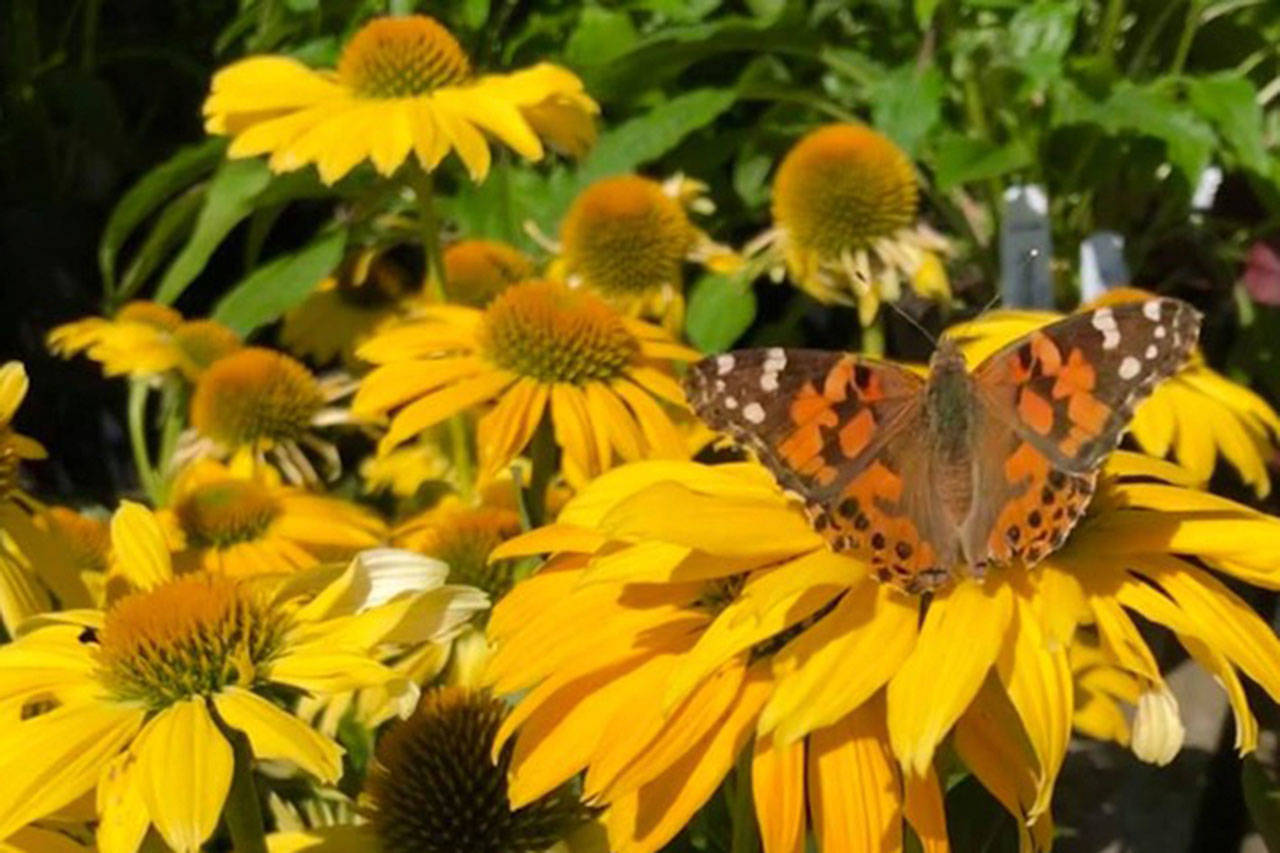 Garden work now will save you time next spring