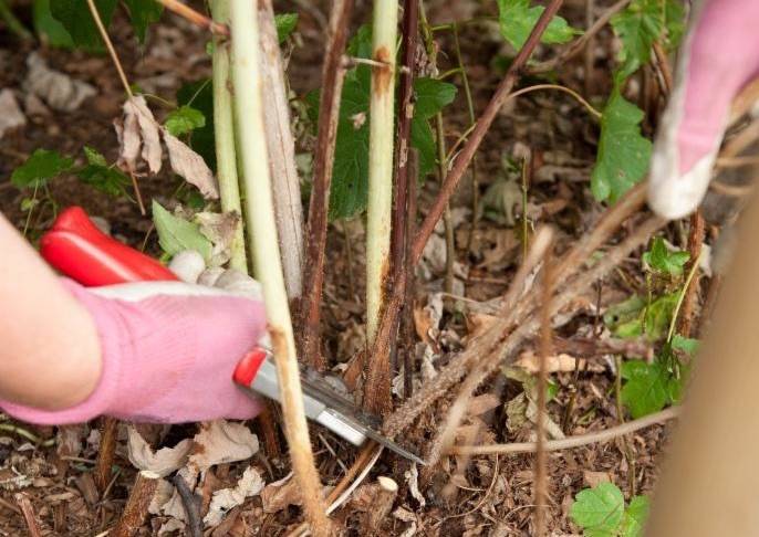 Pruning summer fruit, like raspberries (Courtesy Photo)