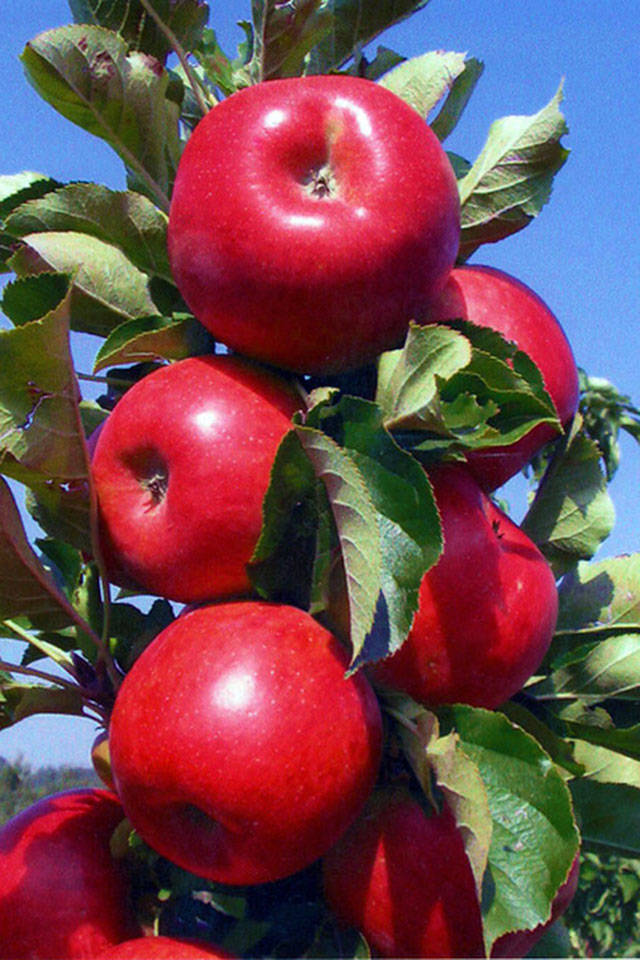 Monrovia red urban apple trees.