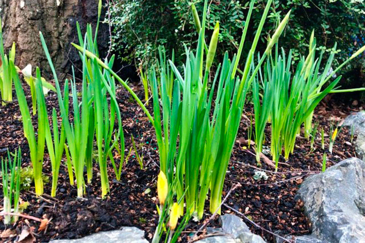 It’s time to get down and dirty in the garden again