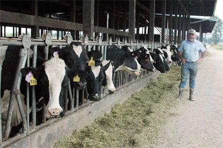 Nick Van Dam says farewell June 12 to 120 of his Holstein dairy cows. He is closing down the milking operation at 11924 67th Ave. that he has been operating for 31 years. He will continue raising heifers on nearly 400 acres in the Marysville urban growth area between Arlington and Marysville.